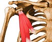 PHYSIOLOGIE